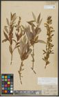 Foto von Salix alba L. x Salix fragilis L.